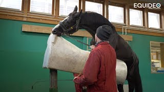 Les fabuleux étalons de dressage du Haras de Malleret [upl. by Ycam953]