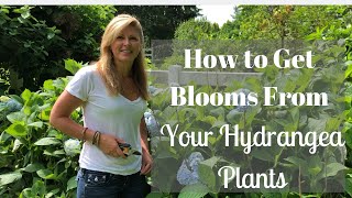 How to Get Blooms From Your Hydrangea Plants [upl. by Preuss]