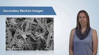 Introduction to the Scanning Electron Microscope SEM [upl. by Alliw484]