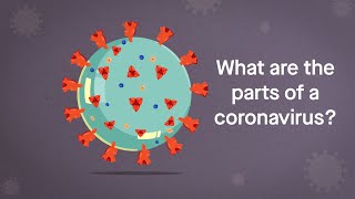 Coronavirus Anatomy Explained Science Simplified [upl. by Ozkum]