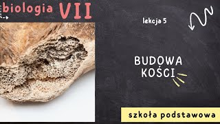 Biologia 7 Lekcja 5  Budowa kości [upl. by Corina]