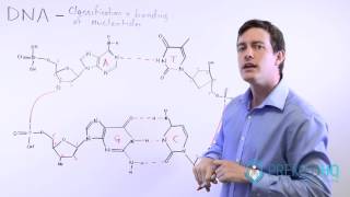 The 4 Nucleotide Bases Guanine Cytosine Adenine and Thymine  What Are Purines and Pyrimidines [upl. by Ytsur]