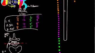 Neurological levels schematic [upl. by Kella]