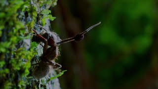 Este hongo parásito controla a los insectos  National Geographic en Español [upl. by Aisatana849]