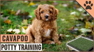 How To Potty Train A Cavapoo Puppy  Dog World [upl. by Lepper710]