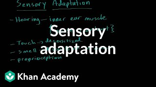 Sensory adaptation  Processing the Environment  MCAT  Khan Academy [upl. by Klatt]