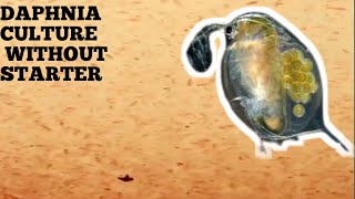 HOW TO CULTURE DAPHNIA NATURALLY WITHOUT A STARTER [upl. by Ramej531]