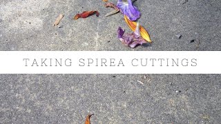 How to take Spirea cuttings [upl. by Viridissa]