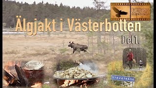 Moosehunt  Älgjakt i Västerbotten Del 1 [upl. by Kakalina]