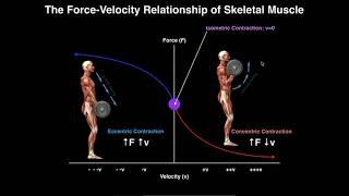 Exercise Physiology  Skeletal Muscle ForceVelocity Relationship [upl. by Templia]