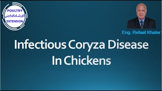 Infectious Coryza Disease in Chickens [upl. by Gascony]