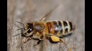 Choosing the best type of honey bees and traits of those honey bees [upl. by Rorry]