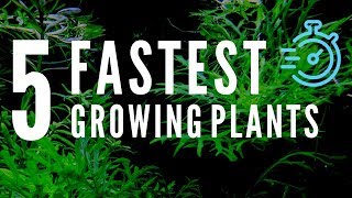 Top 5 Fastest Growing Aquarium Plants [upl. by Gunn]