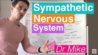 Sympathetic Nervous System [upl. by Faulkner209]