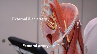 Arteries of the lower limb [upl. by Assyl]