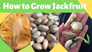 How to Grow Jackfruit from Seed [upl. by Nofets]