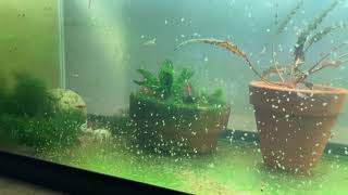 Daphnia Culturing Snails or no snails [upl. by Joelynn791]