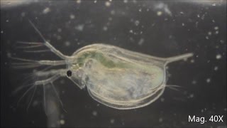 Daphnia magna under the Microscope [upl. by Etteragram]