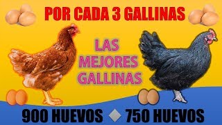 Las 5 Mejores GALLINAS PONEDORAS más RENTABLES que EXISTEN [upl. by Zelten524]