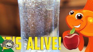 How to culture Vinegar Eels The EASY Way Live Fish Food [upl. by Ahael]