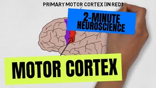 2Minute Neuroscience Motor Cortex [upl. by Niwrad]