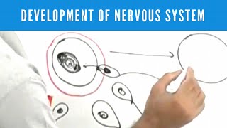 The Remodeling Brain Pruning and Myelination [upl. by Einnahpets]