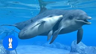 Wild Dolphins Swimming in HD Compilation [upl. by Dougy]