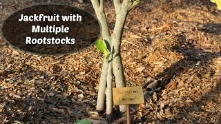 Jackfruit Tree with Multiple Rootstocks  Inarch grafts [upl. by Pohsib]