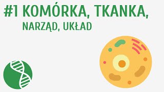 Komórka tkanka narząd układ 1  Homeostaza [upl. by Puklich951]