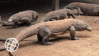 Komodo National Park Indonesia Amazing Places 4K [upl. by Mears]