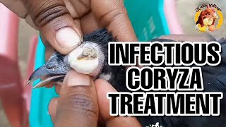 Infectious Coryza Treatment and How to OverCome It [upl. by Delastre]