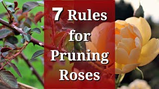 7 Rules for Pruning Roses [upl. by Normand112]