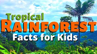 Rainforest Facts for Kids  All About the Amazon amp Other Tropical Rainforests [upl. by Alliscirp970]