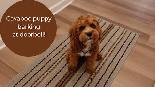 Cavapoo puppy barking at doorbell [upl. by Elrem406]