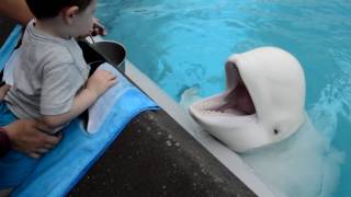 Beluga Whales of Marineland Canada [upl. by Orford]