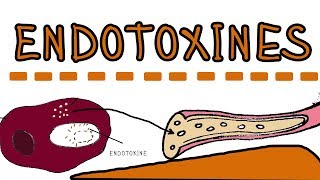 Endotoxines  Lipopolysaccharides LPS lipoglycans [upl. by Nwahsram]