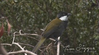 Eastern Whipbird call Psophodes olivaceus HD Video clip 12 Tim Siggs ABVC [upl. by Nnayllek]