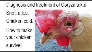 Chicken Coryza aka Snot Chicken cold Diagnosis amp treatment with home remedy Safe your chicken [upl. by Htebzil]