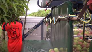 Mango picking – how to do it right [upl. by Seidler879]