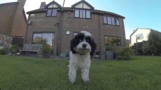 Almost fully grown Cavapoos playing in the garden [upl. by Eejan200]