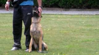 9 month old malinois clicker training [upl. by Letnohs662]