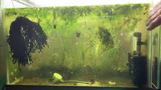 Scuds Daphnia Cherry Shrimp Copepods My aquatic food culture [upl. by Macguiness]