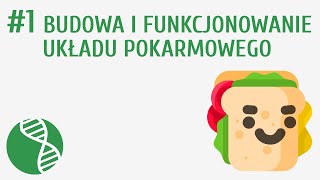 Budowa i funkcjonowanie układu pokarmowego 1  Odżywianie [upl. by Wassyngton]