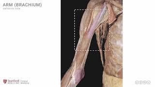 Anatomy of the Upper Limb Arm  Anterior View [upl. by Avitzur]