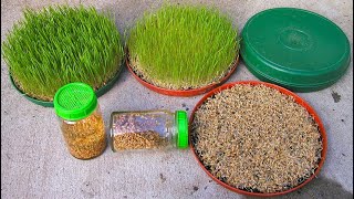 How to grow wheat grass at home without soil [upl. by Niawtna192]