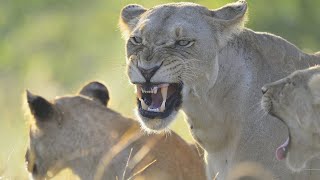 Wildlife  Lion Pride Wild Documentary 2020 Nat Geo HD 1080p [upl. by Nicholas379]