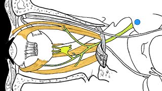 Cranial Nerves  Functions and Disorders [upl. by Fariss]