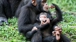 Chimp Life Diary  BBC [upl. by Omissam]