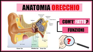 Anatomia dellorecchio Comè fatto e come funziona [upl. by Devonne]