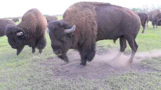 Bison Bull in Mating Season [upl. by Adian411]